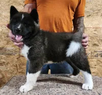Black Wolf, a female Akita for sale in Jamesville, NC – 1 of 8
