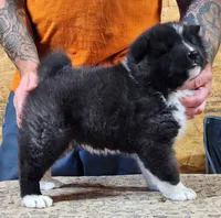 Big Black Girl "1", a female Akita for sale in Jamesville, NC – 5 of 8