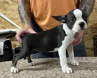 Buster , a male Boston Terrier for sale in Jamesville, NC – 5 of 7
