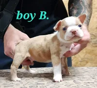 Boy B, a male Boston Terrier for sale in Jamesville, NC – 2 of 5