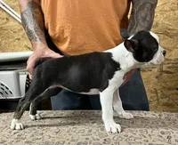 Buster , a male Boston Terrier for sale in Jamesville, NC – 2 of 7