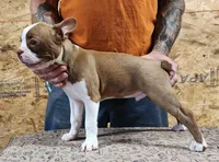 "Buddy", a male Boston Terrier for sale in Jamesville, NC – 4 of 5