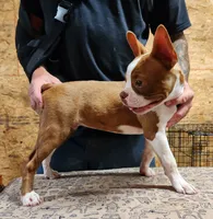 Buddy, a male Boston Terrier for sale in Jamesville, NC – 5 of 5