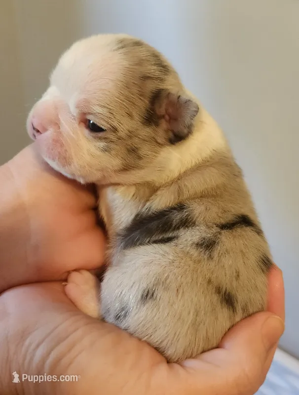 Boy A – Boston Terrier puppy for sale in Jamesville, NC