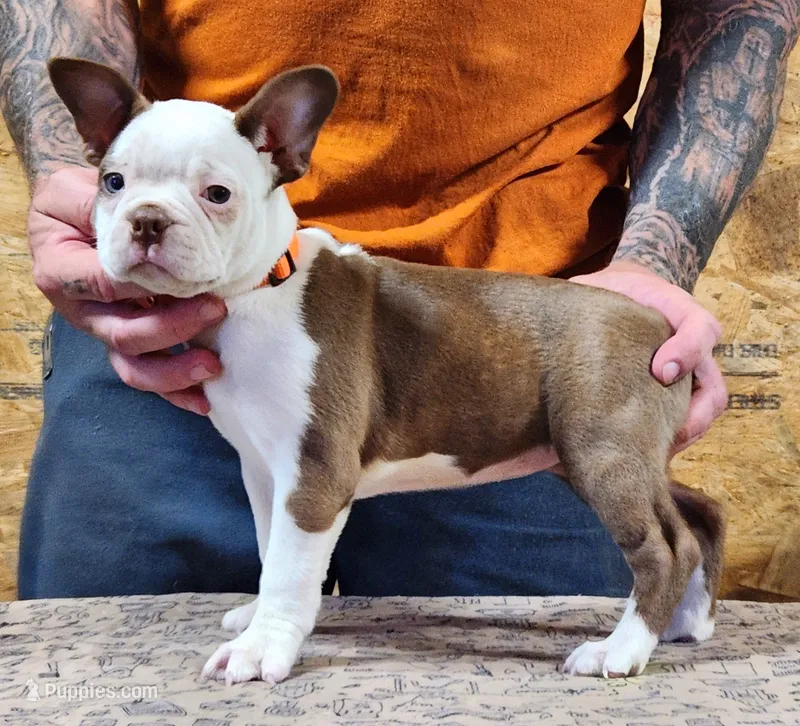 Chuby Girl (A) – Boston Terrier puppy for sale in Jamesville, NC