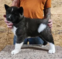 Black Wolf, a female Akita for sale in Jamesville, NC – 6 of 8