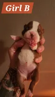 Girl B, a female Boston Terrier for sale in Jamesville, NC – Photo 1 of 2