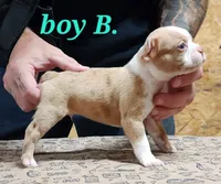 Boy B, a male Boston Terrier for sale in Jamesville, NC – 4 of 5