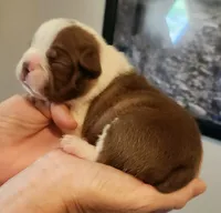Girl D, a female Boston Terrier for sale in Jamesville, NC – 2 of 3