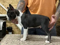 Buster , a male Boston Terrier for sale in Jamesville, NC – 7 of 7