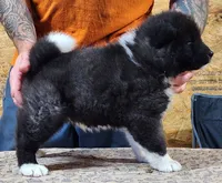 Big Black Girl "1", a female Akita for sale in Jamesville, NC – 6 of 8