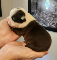 Girl B, a female Boston Terrier for sale in Jamesville, NC – 2 of 3