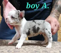Boy A, a male Boston Terrier for sale in Jamesville, NC – 2 of 5
