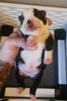 Boy A, a male Boston Terrier for sale in Jamesville, NC – 3 of 4