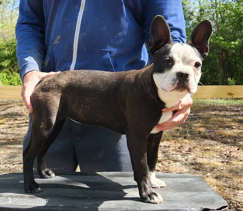 Lexi – Boston Terrier puppy for sale in Jamesville, NC