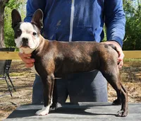 Lexi, a female Boston Terrier for sale in Jamesville, NC – 2 of 3