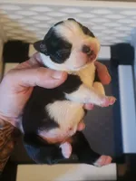 Boy A, a male Boston Terrier for sale in Jamesville, NC – 2 of 4
