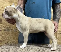 Pinky, a female Boston Terrier for sale in Jamesville, NC – Photo 4 of 6