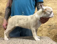 Pinky, a female Boston Terrier for sale in Jamesville, NC – Photo 2 of 6