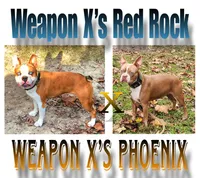 Pinky, a female Boston Terrier for sale in Jamesville, NC – Photo 6 of 6