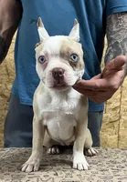 Pinky, a female Boston Terrier for sale in Jamesville, NC – Photo 5 of 6