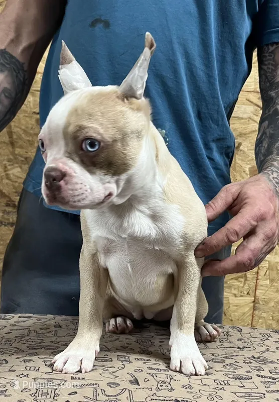 Pinky – Boston Terrier puppy for sale in Jamesville, NC