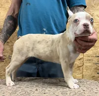 Pinky, a female Boston Terrier for sale in Jamesville, NC – Photo 3 of 6