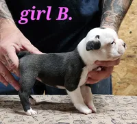 Girl B, a female Boston Terrier for sale in Jamesville, NC – 4 of 5
