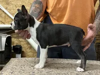 Buster , a male Boston Terrier for sale in Jamesville, NC – 1 of 7