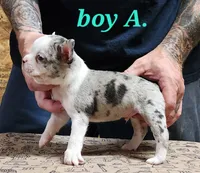 Boy A, a male Boston Terrier for sale in Jamesville, NC – 5 of 5