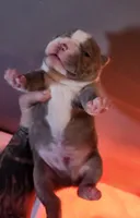 processed/73d06b61-5f00-4c77-b8f3-ba424bb736ce/listing/dcd0447b-c887-4661-9cf6-5e596ed89e2c/19756da0-2b8b-4ef4-8132-18438b3a7207