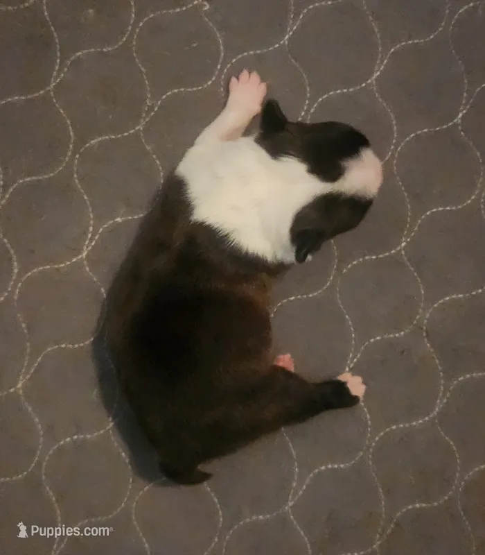 Boy B. – Boston Terrier puppy for sale in Jamesville, NC
