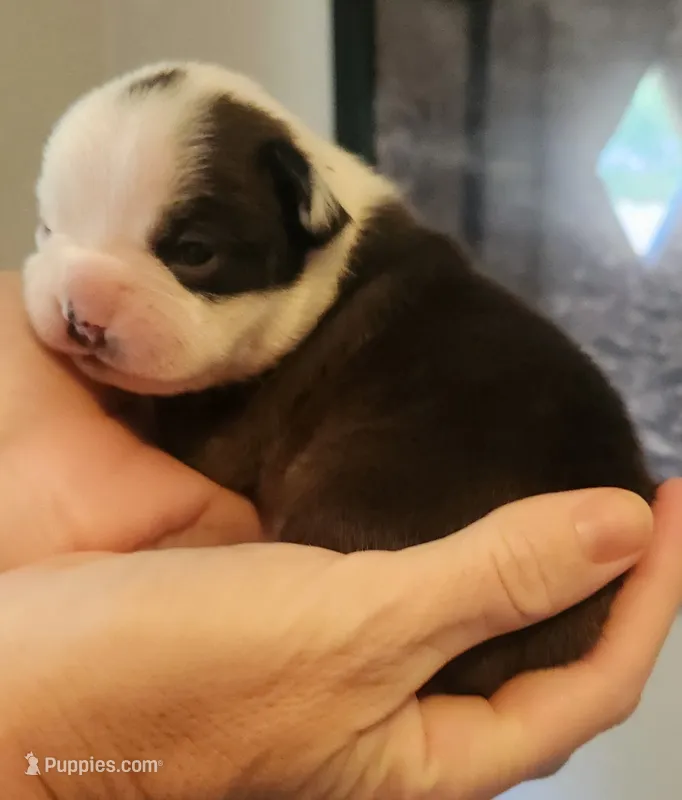 Girl B – Boston Terrier puppy for sale in Jamesville, NC