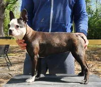 Lexi, a female Boston Terrier for sale in Jamesville, NC – 3 of 3