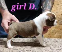 Girl D, a female Boston Terrier for sale in Jamesville, NC – 2 of 5