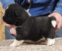 Big Girl 1, a female Akita for sale in Jamesville, NC – 4 of 7