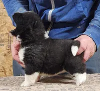 Big Girl 1, a female Akita for sale in Jamesville, NC – 6 of 7