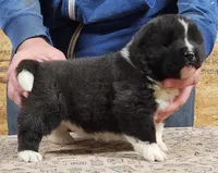 Big Girl 1, a female Akita for sale in Jamesville, NC – 5 of 7