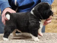 Big Girl 1, a female Akita for sale in Jamesville, NC – 3 of 7