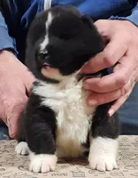 Big Girl 1, a female Akita for sale in Jamesville, NC – 1 of 7