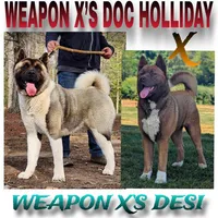 Big Girl 1, a female Akita for sale in Jamesville, NC – 7 of 7