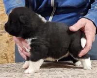 Big Girl 1, a female Akita for sale in Jamesville, NC – 2 of 7
