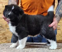 Big Black Girl "1", a female Akita for sale in Jamesville, NC – 7 of 8