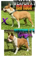 Girl B, a female Boston Terrier for sale in Jamesville, NC – 3 of 3