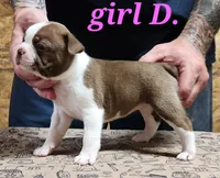 Girl D, a female Boston Terrier for sale in Jamesville, NC – 4 of 5