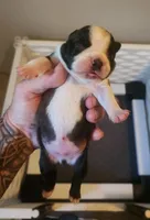 Boy B., a male Boston Terrier for sale in Jamesville, NC – 3 of 4
