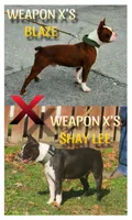 Boy A, a male Boston Terrier for sale in Jamesville, NC – 4 of 4