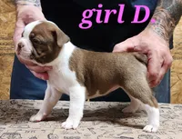 Girl D, a female Boston Terrier for sale in Jamesville, NC – 1 of 5