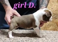 Girl D, a female Boston Terrier for sale in Jamesville, NC – 5 of 5