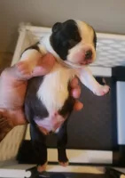 Boy B., a male Boston Terrier for sale in Jamesville, NC – 2 of 4